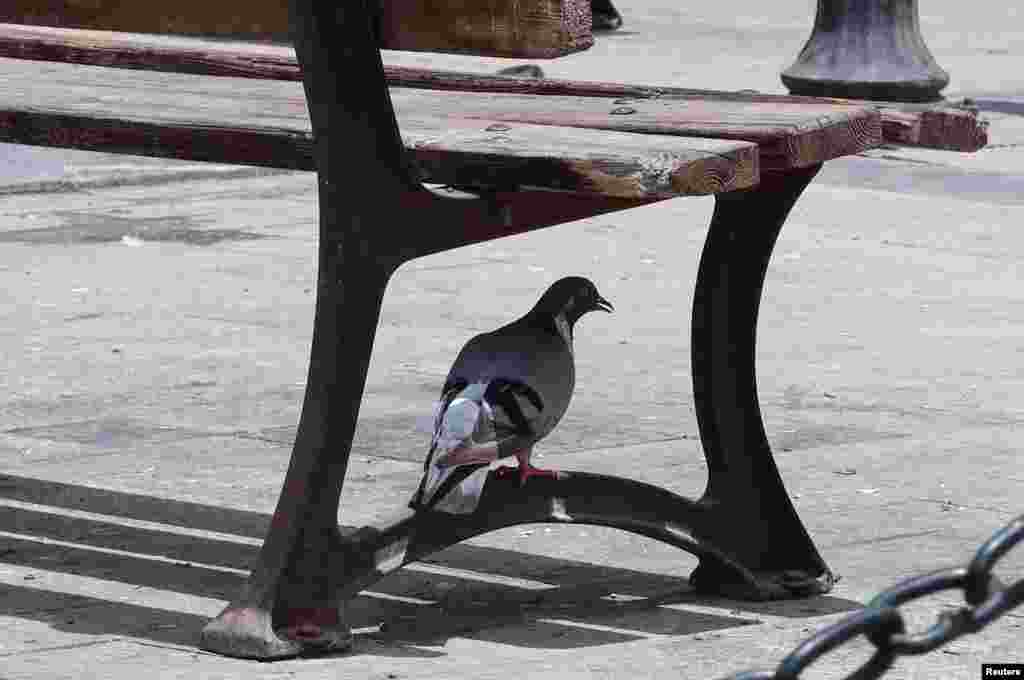تیونس میں ہیٹ ویو نے پرندوں کو بھی پریشان کر رکھا ہے۔ ایک کبوتر نے پینچ کے سائے تلے پناہ لے رکھی ہے۔&nbsp;