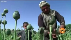 افغانستان میں پوست کی کاشت پر پابندی؛ کسانوں کے پاس متبادل کیا ہے؟ 