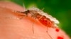   ملیریا اور ڈینگی  کی دو نئی ویکسیز کی منظوری،آئندہ برسوں میں لاکھوں بچوں کو بچانے کی امید