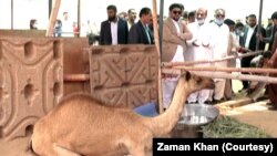 زخمی اونٹنی کو دیکھنے کے لیے سندھ کے گورنر کامران ٹیسوری نے بھی اینیمل شلٹر ہوم کا دورہ کیا۔