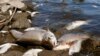 یورپ کے دریائے 'اوڈر' میں ہزاروں مچھلیوں کی پراسرار ہلاکت معمہ بن گئی