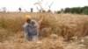 بھارت میں ہیٹ ویو: گندم کی پیداوار میں 25 فی صد تک کمی کا خدشہ