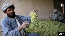 افغانستان میں انگوروں کا ایک باغ۔فائل فوٹو
