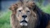 امریکہ: افریقہ کے دو معدوم شیروں کی نسل نایاب قرار