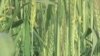 Việt Nam hợp tác với Anh Quốc phát triển giống lúa mới đa dạng