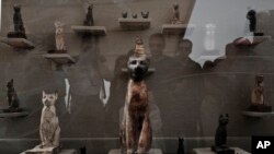 مصر کے شہر ثقارہ سے دریافت ہونے والی بلی کے حنوط شدہ ڈھانچے کی نمائش۔ فائل فوٹو