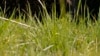 Các nhà khảo cứu tìm phương pháp thay thế diệt cỏ dại