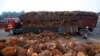 بھارتی تاجروں نے ملائیشیا سے پام آئل کی خریداری بند کر دی