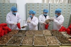چین کے طبی مرکز میں رواتی دوائیں تیار کی جا رہی ہیں۔