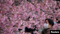 جاپان کے شہر ٹوکیو میں گلابی چیری پھولوں کا ایک منظر