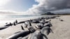  نیوزی لینڈ کے ساحلوں پر پھنس کر ہلاک ہونے والی وہیلز