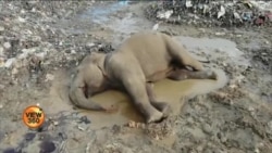 سری لنکا: پلاسٹک کا کچرا کھانے سے ہاتھیوں کی ہلاکت