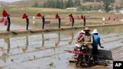 Nông dân gieo lúa bằng máy cấy tại Trang trại Hợp tác xã Chongsan ở quận Kangso, Nampho, Triều Tiên, vào ngày 9/5/2022.