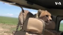چیتا گاڑی کے اندر گھس آیا